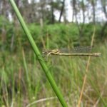 Un diagnostic pour mieux cohabiter avec la biodiversité présente sur sa ferme